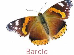 Camparo sommerfugletikett Barolo