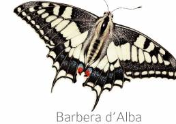 Camparo etikett Barbera d'Alba