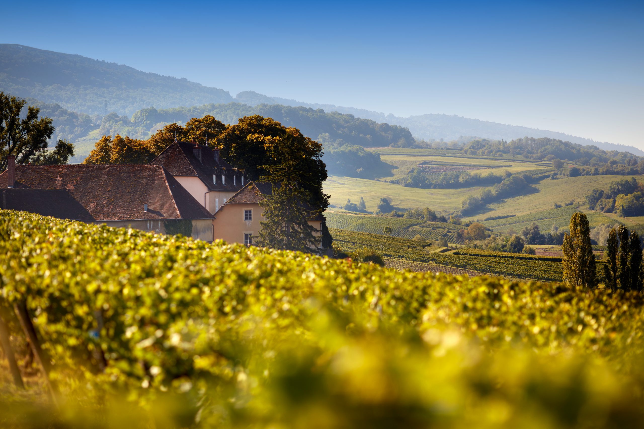 Domaine Maire & Fils • Norwegian Beverage Group